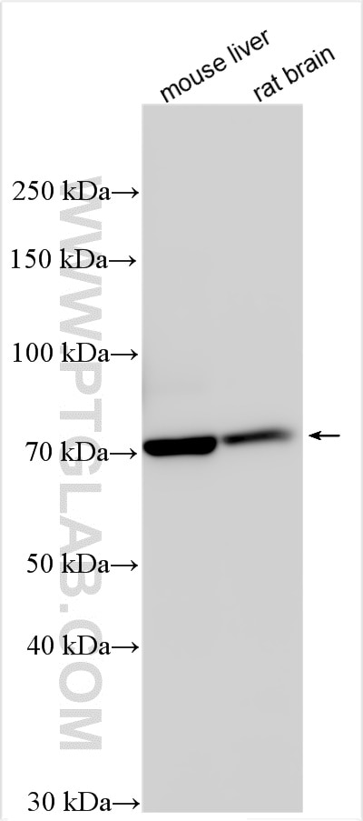 Western Blot (WB) analysis of various lysates using DLL3 Polyclonal antibody (25535-1-AP)
