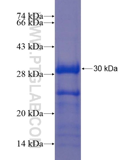 DLL3 fusion protein Ag21965 SDS-PAGE