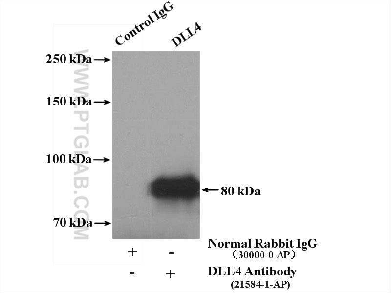 Immunoprecipitation (IP) experiment of mouse lung tissue using DLL4 Polyclonal antibody (21584-1-AP)