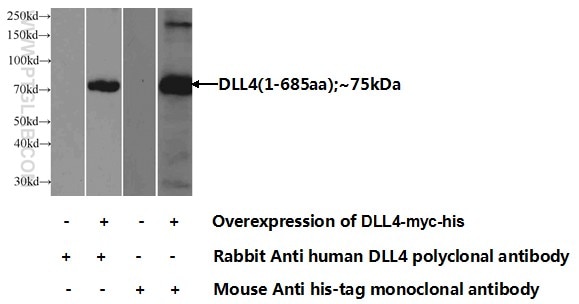 DLL4 Polyclonal antibody