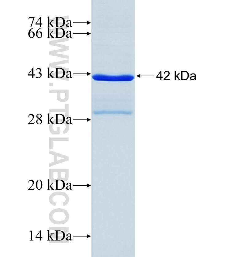 DLL4 fusion protein Ag34664 SDS-PAGE