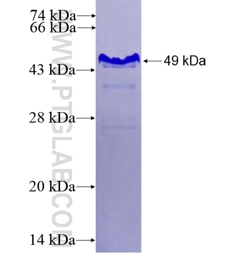 DLL4 fusion protein Ag16140 SDS-PAGE