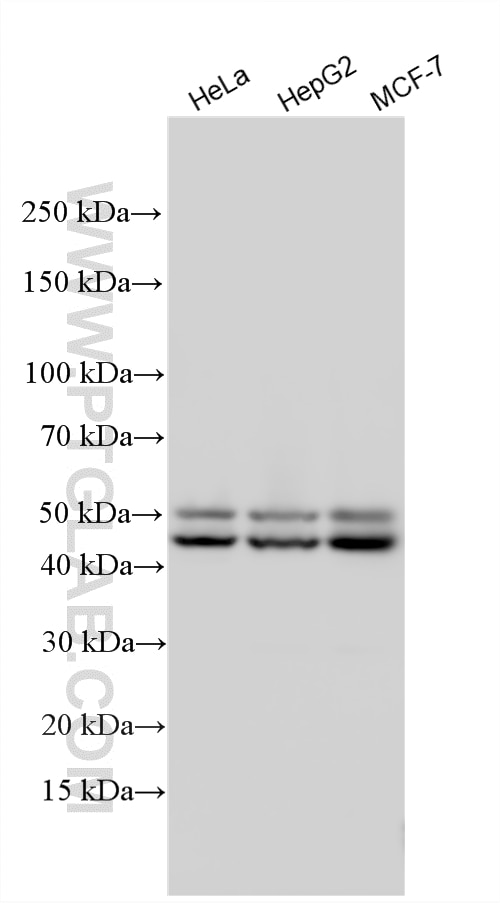 Western Blot (WB) analysis of various lysates using DLST Polyclonal antibody (31174-1-AP)