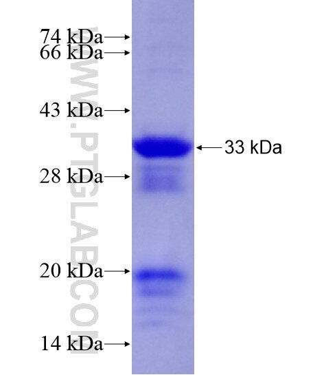 DLX1 fusion protein Ag28661 SDS-PAGE