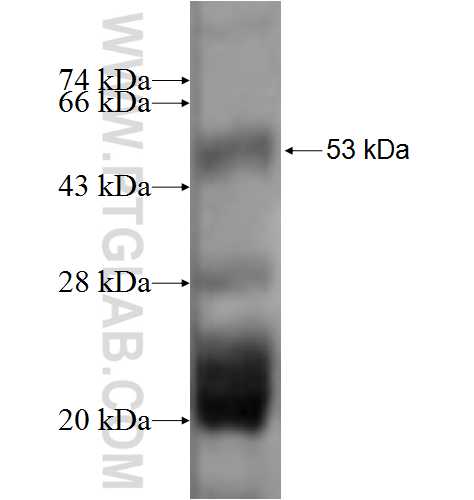 DLX1 fusion protein Ag3586 SDS-PAGE