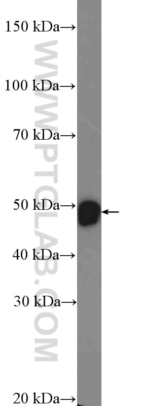 Western Blot (WB) analysis of NIH/3T3 cells using DLX2 Polyclonal antibody (26244-1-AP)