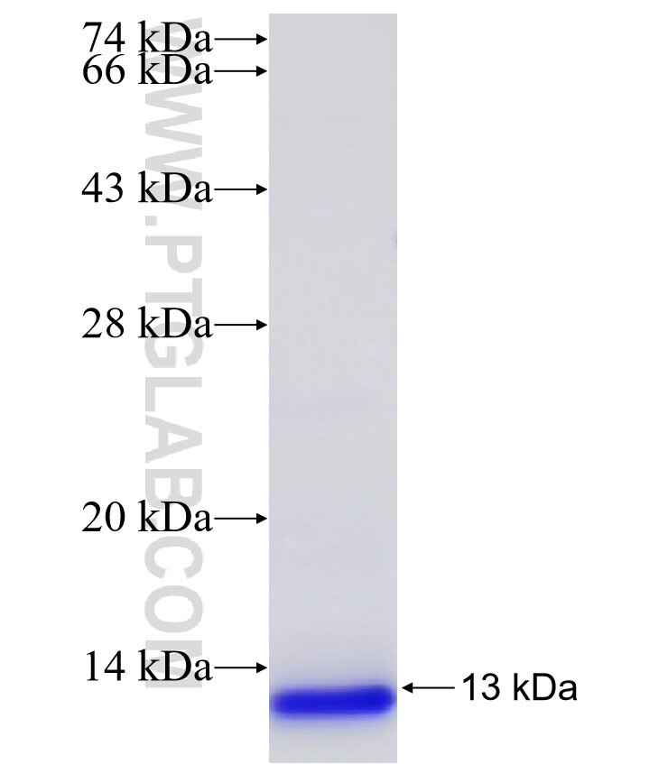 DLX2 fusion protein Ag24663 SDS-PAGE