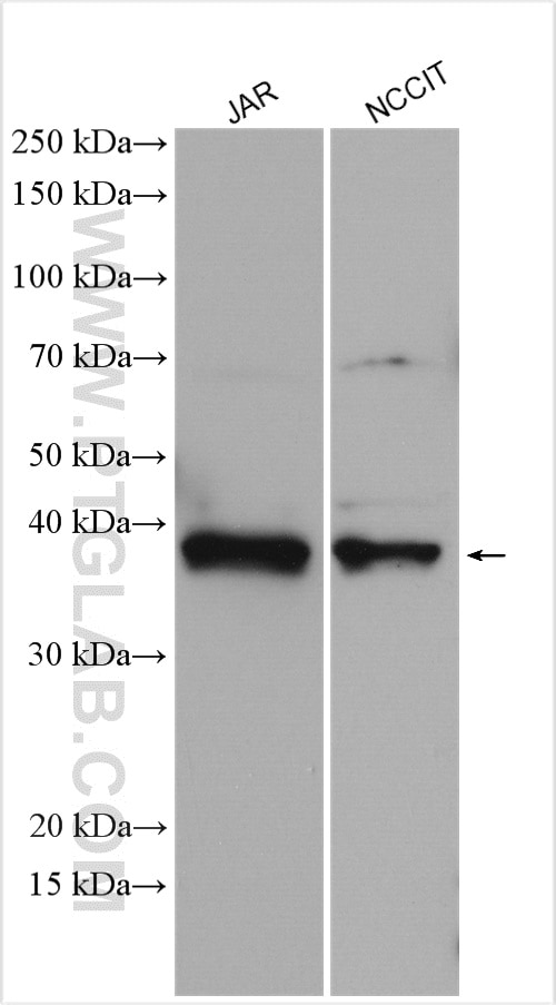 Western Blot (WB) analysis of various lysates using DLX3 Polyclonal antibody (13261-3-AP)