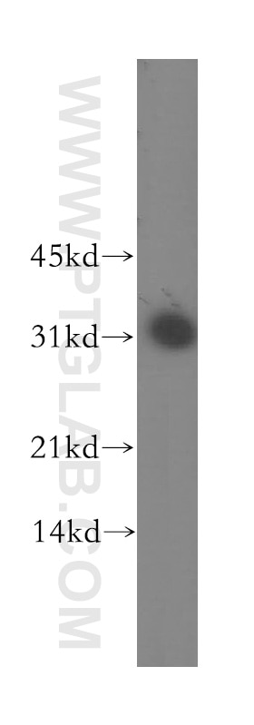 Western Blot (WB) analysis of mouse lung tissue using DLX3 Polyclonal antibody (13261-3-AP)