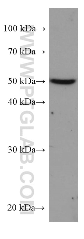 Western Blot (WB) analysis of JAR cells using DLX3 Monoclonal antibody (67282-1-Ig)