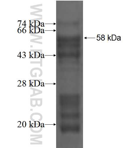 DLX3 fusion protein Ag3865 SDS-PAGE