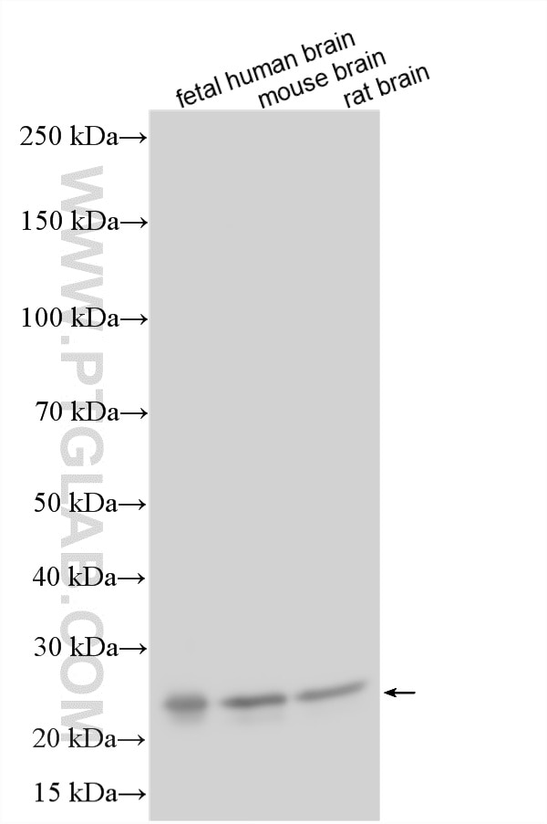 Western Blot (WB) analysis of various lysates using DLX5 Polyclonal antibody (10592-1-AP)