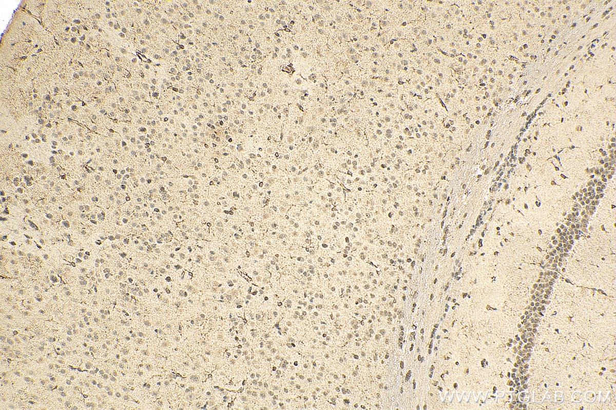 IHC staining of mouse brain using 67111-1-Ig