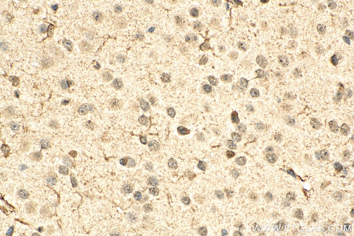 IHC staining of mouse brain using 67111-1-Ig