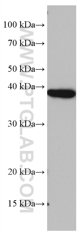 Western Blot (WB) analysis of A375 cells using DLX5 Monoclonal antibody (67111-1-Ig)