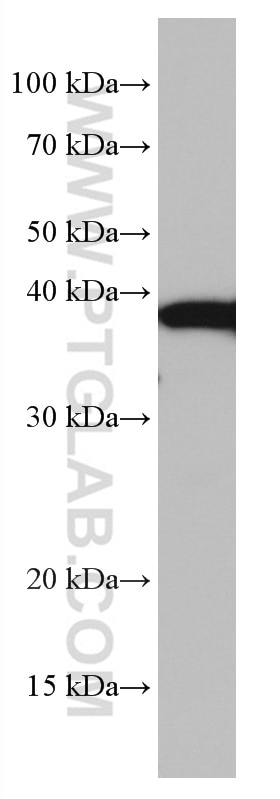 Western Blot (WB) analysis of U-251 cells using DLX5 Monoclonal antibody (67111-1-Ig)