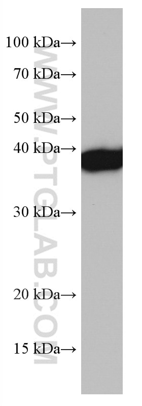 Western Blot (WB) analysis of THP-1 cells using DLX5 Monoclonal antibody (67111-1-Ig)