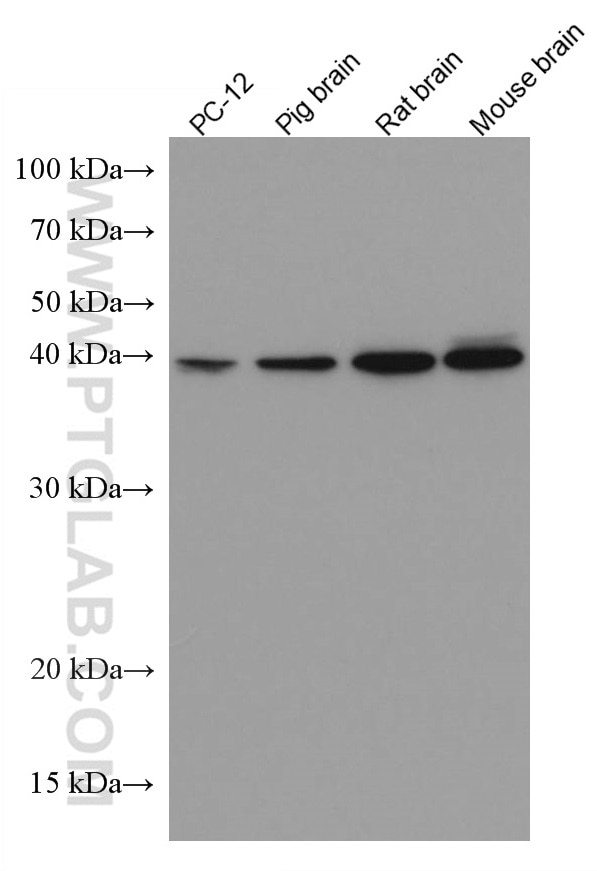 Western Blot (WB) analysis of various lysates using DLX5 Monoclonal antibody (67111-1-Ig)
