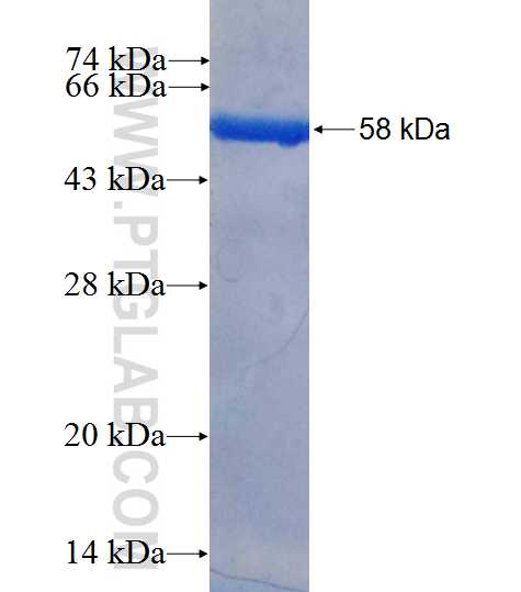 DLX5 fusion protein Ag0910 SDS-PAGE
