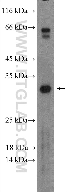 Western Blot (WB) analysis of NCCIT cells using DLX6 Polyclonal antibody (23216-1-AP)