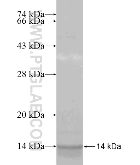 DLX6 fusion protein Ag19805 SDS-PAGE