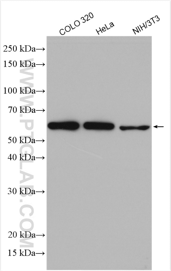 Western Blot (WB) analysis of various lysates using DMAP1 Polyclonal antibody (10411-1-AP)