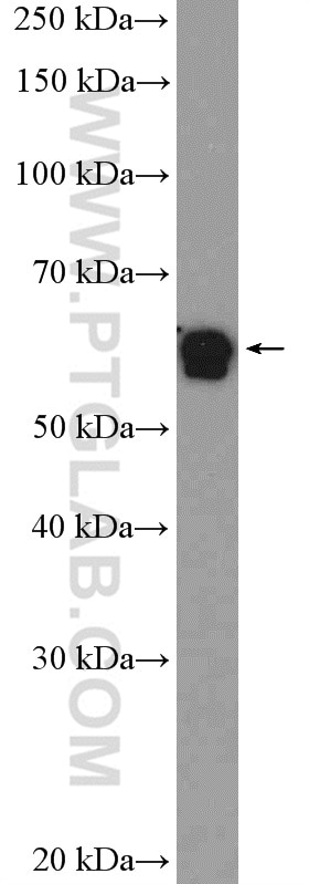 Western Blot (WB) analysis of COLO 320 cells using DMAP1 Polyclonal antibody (10411-1-AP)