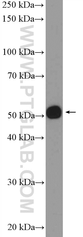 Western Blot (WB) analysis of NIH/3T3 cells using DMAP1 Polyclonal antibody (10411-1-AP)