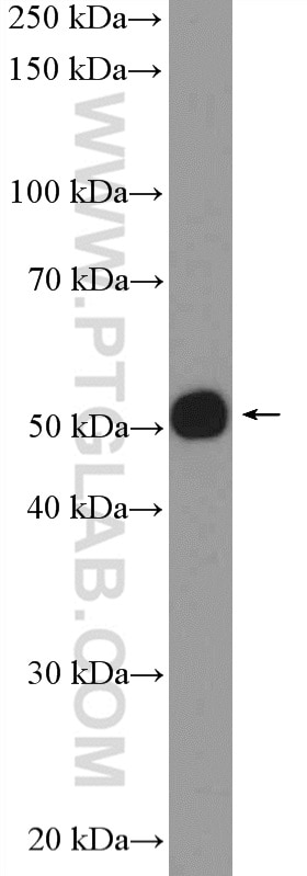 WB analysis of NIH/3T3 using 10411-1-AP