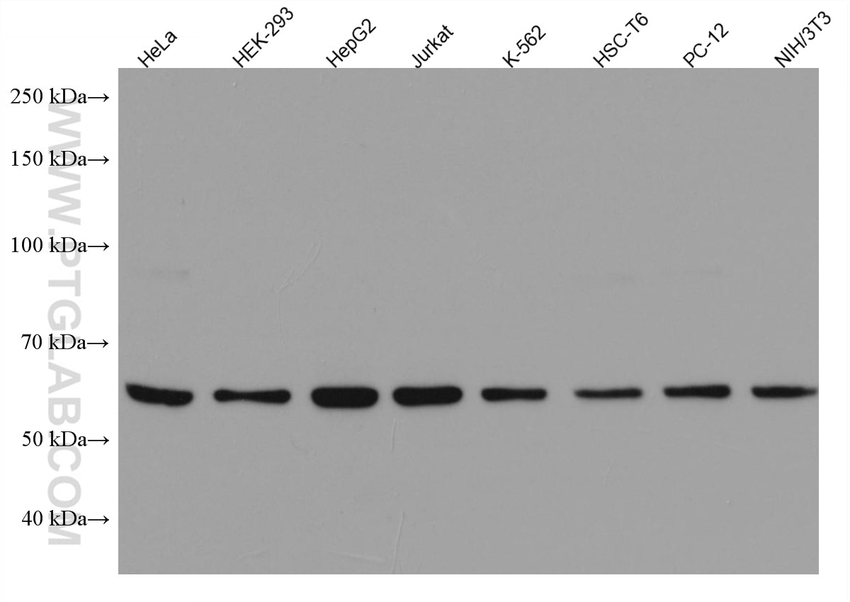 Western Blot (WB) analysis of various lysates using DMAP1 Monoclonal antibody (67183-1-Ig)