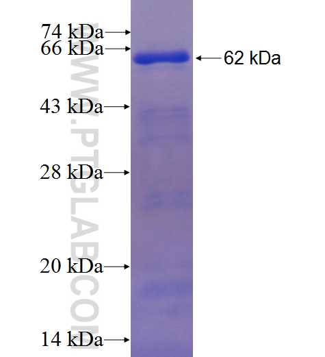 DMAP1 fusion protein Ag24530 SDS-PAGE