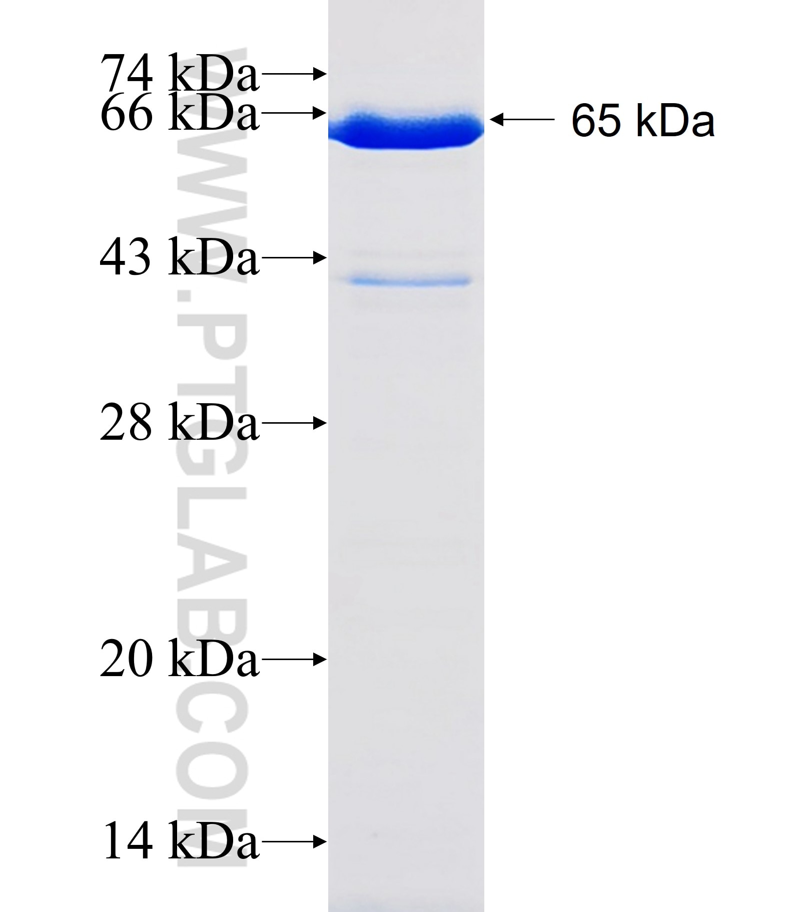 DMAP1 fusion protein Ag24530 SDS-PAGE