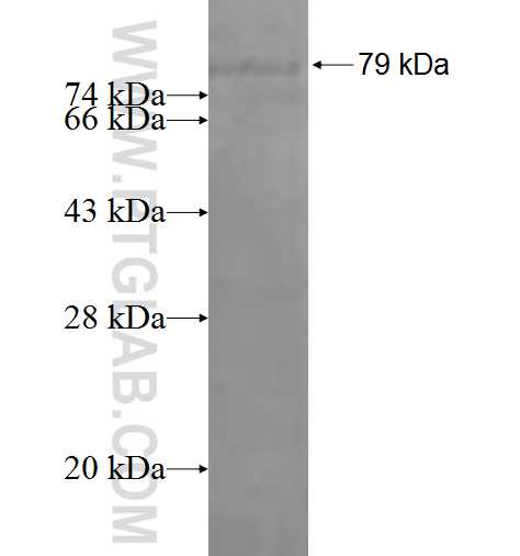 DMAP1 fusion protein Ag0665 SDS-PAGE