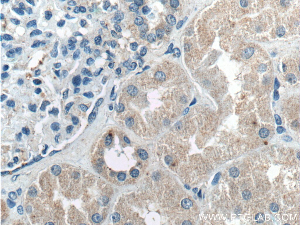 Immunohistochemistry (IHC) staining of human kidney tissue using DMBT1 Polyclonal antibody (27069-1-AP)