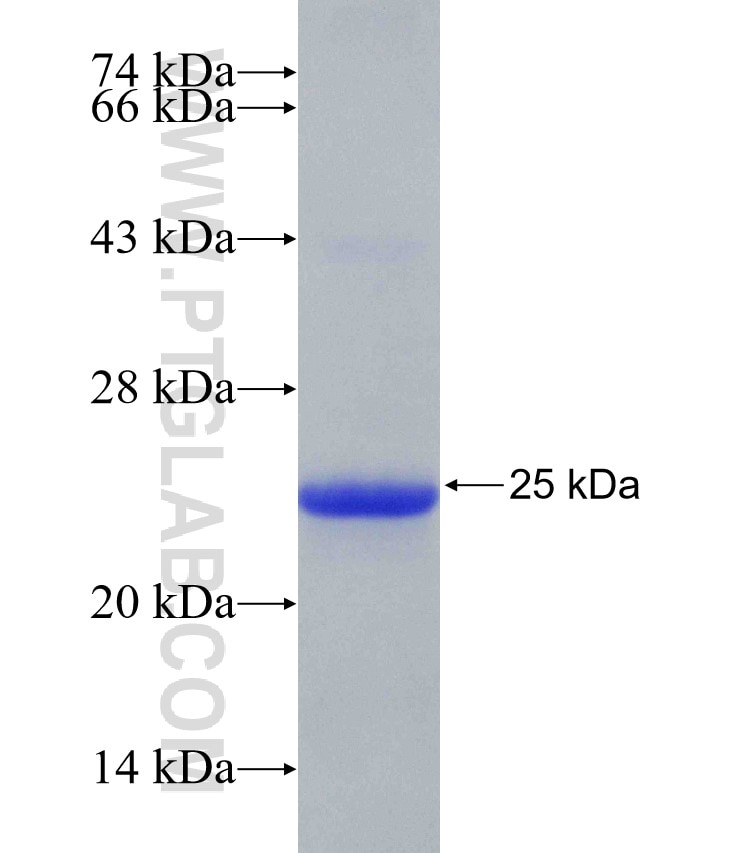 DMBT1 fusion protein Ag30110 SDS-PAGE