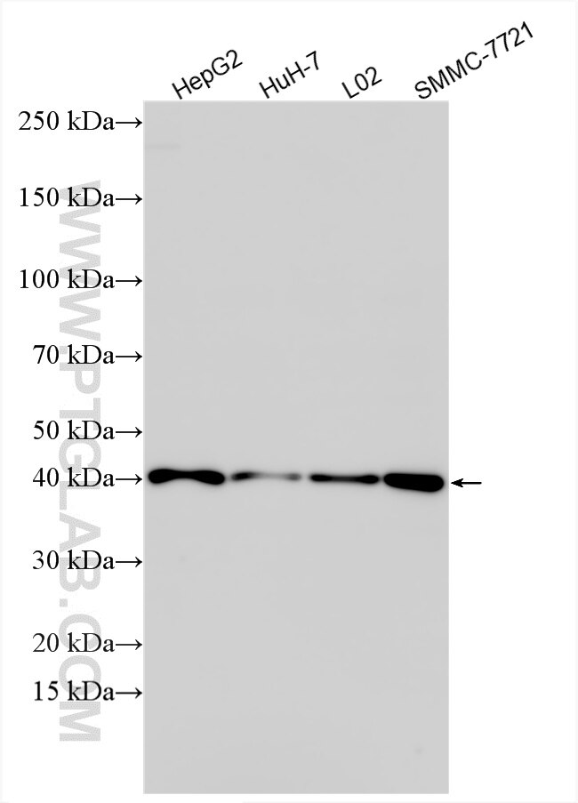 Western Blot (WB) analysis of various lysates using DMBX1 Polyclonal antibody (33988-1-AP)