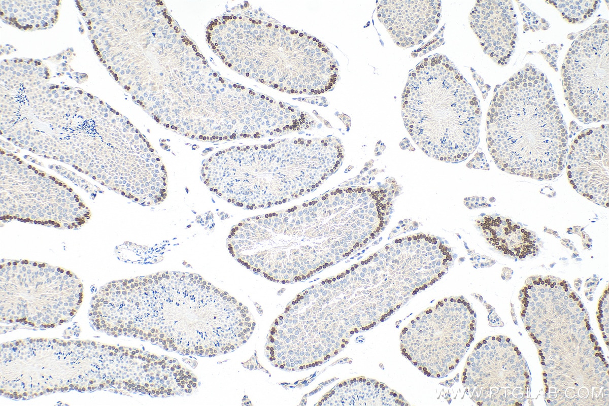 Immunohistochemistry (IHC) staining of mouse testis tissue using DMC1 Polyclonal antibody (13714-1-AP)