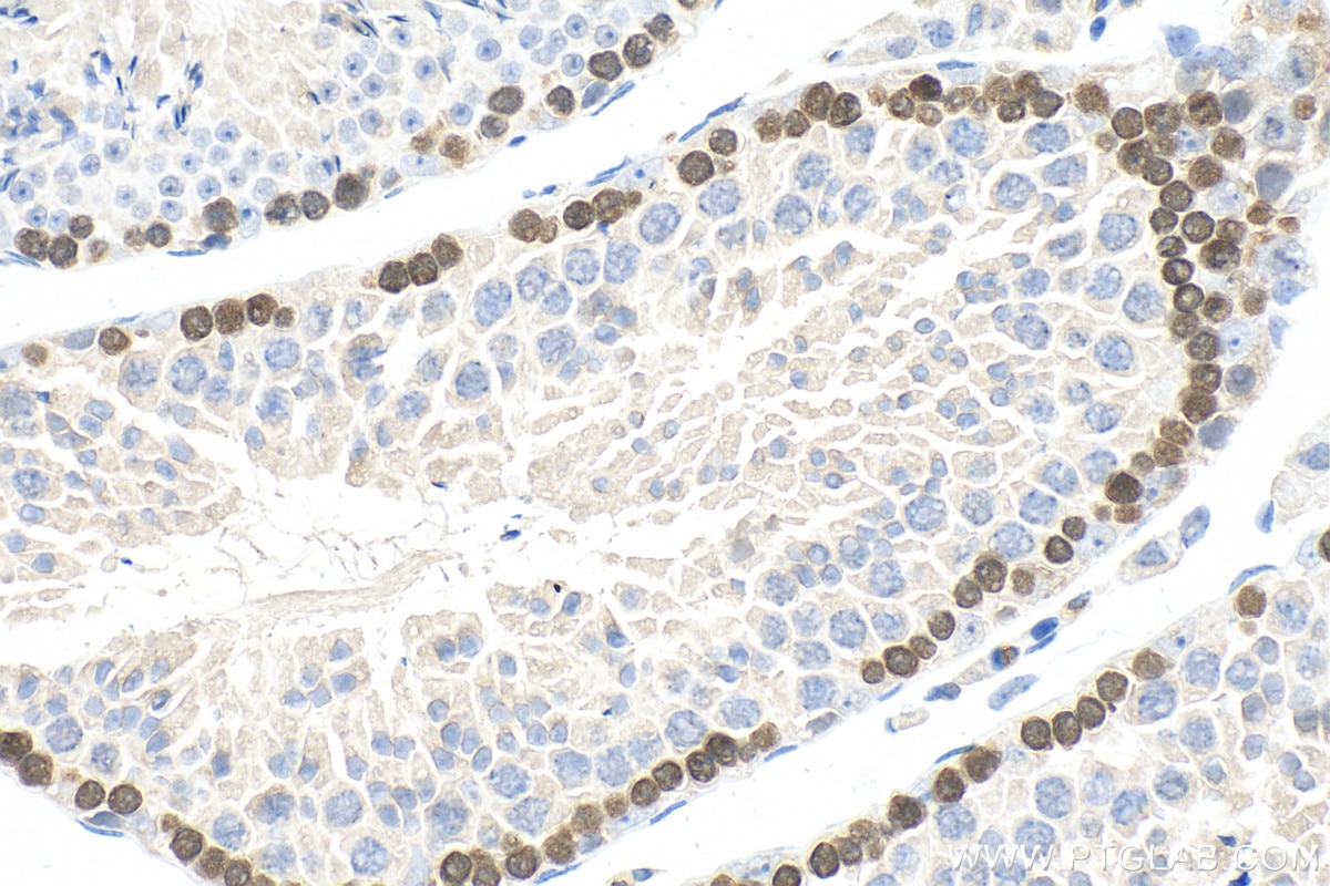 Immunohistochemistry (IHC) staining of mouse testis tissue using DMC1 Polyclonal antibody (13714-1-AP)