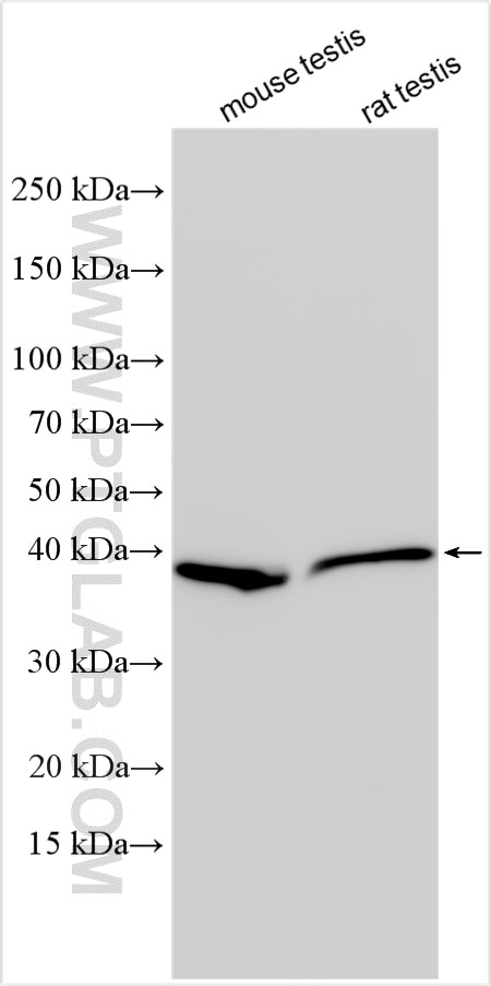 Western Blot (WB) analysis of various lysates using DMC1 Polyclonal antibody (13714-1-AP)