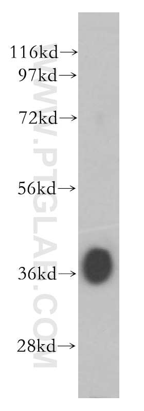 Western Blot (WB) analysis of mouse spermatophore tissue using DMC1 Polyclonal antibody (13714-1-AP)