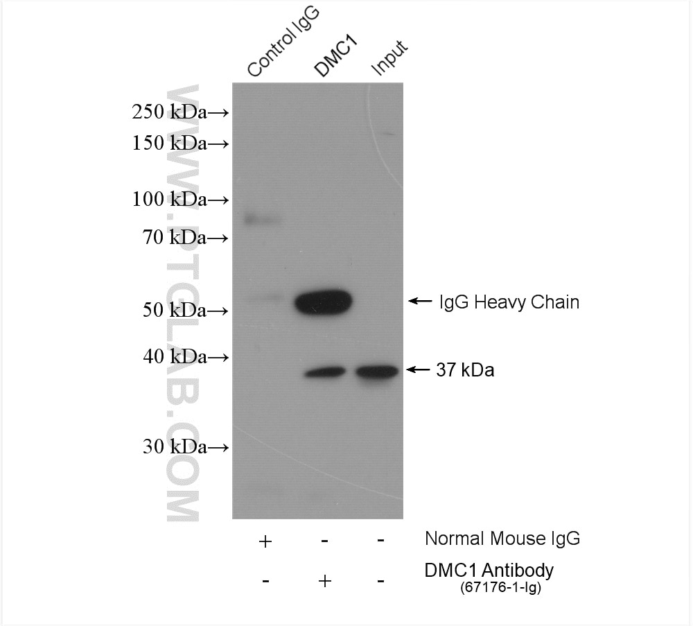 Immunoprecipitation (IP) experiment of mouse testis tissue using DMC1 Monoclonal antibody (67176-1-Ig)