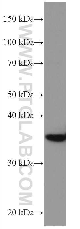 Western Blot (WB) analysis of HeLa cells using DMC1 Monoclonal antibody (67176-1-Ig)