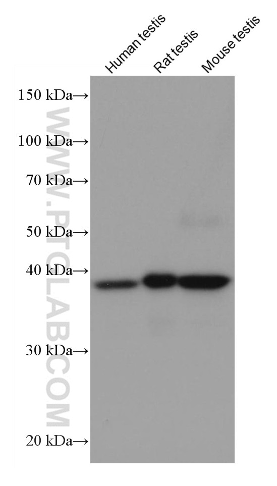 Western Blot (WB) analysis of various lysates using DMC1 Monoclonal antibody (67176-1-Ig)