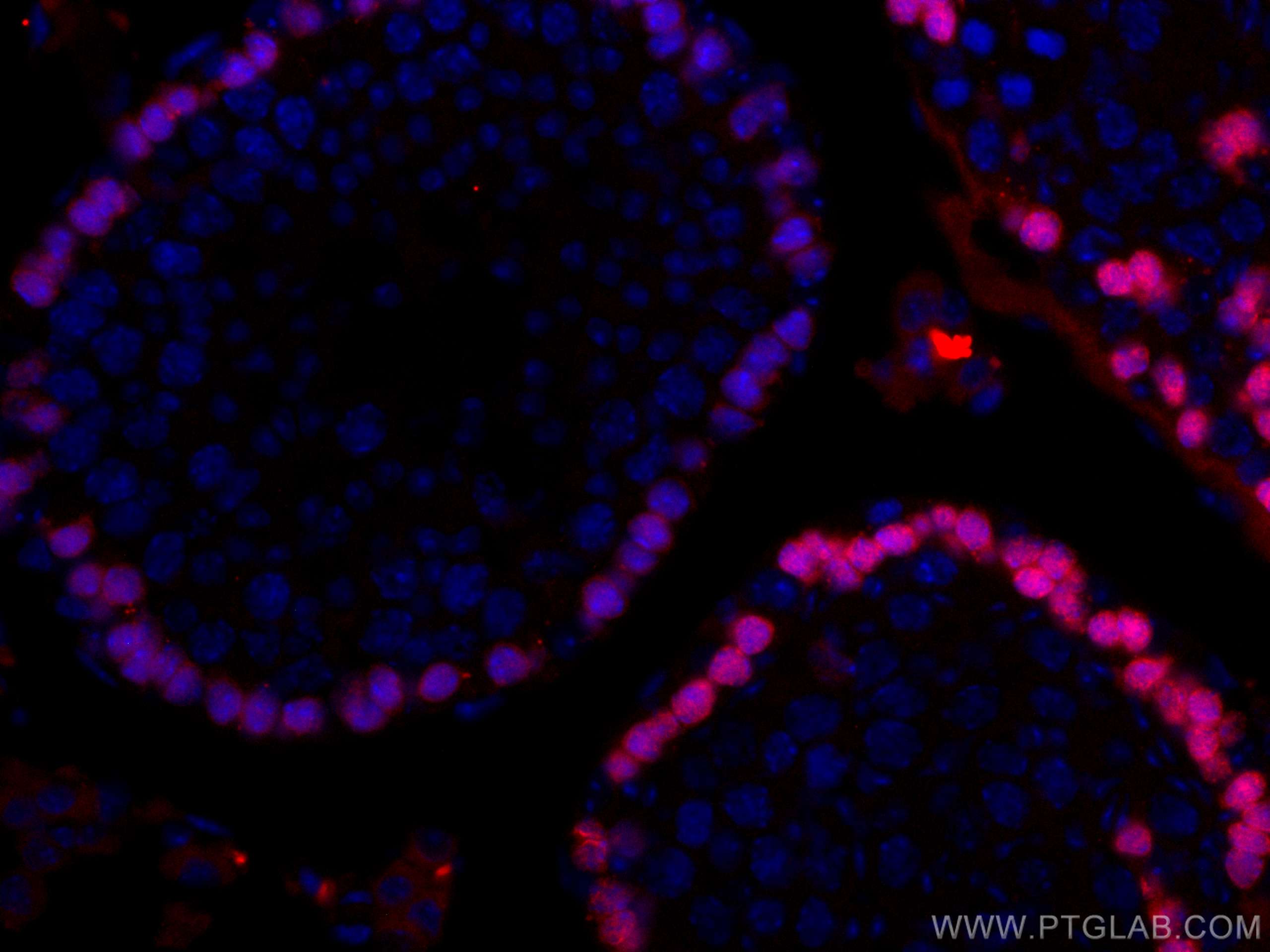 Immunofluorescence (IF) / fluorescent staining of mouse testis tissue using CoraLite®594-conjugated DMC1 Monoclonal antibody (CL594-67176)