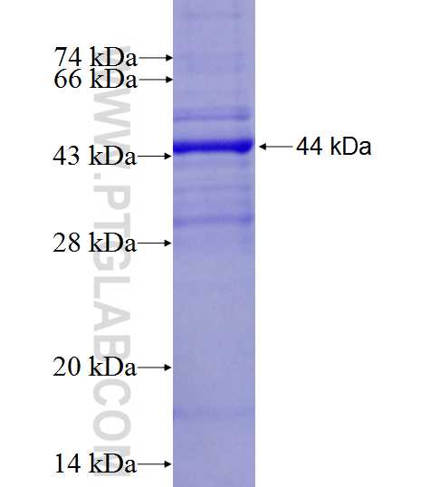 DMC1 fusion protein Ag4653 SDS-PAGE