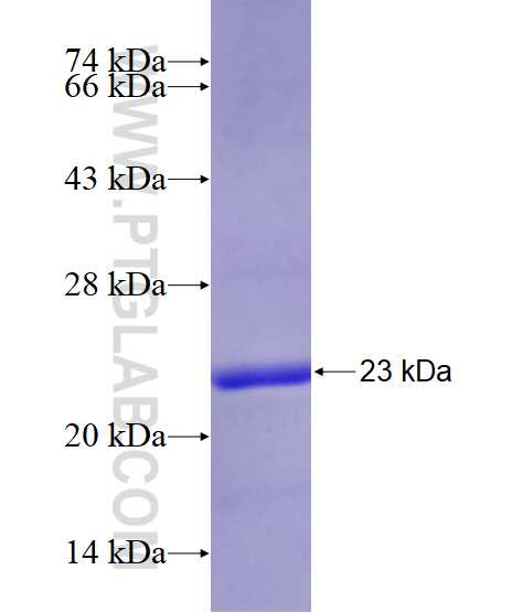 DMC1 fusion protein Ag6951 SDS-PAGE