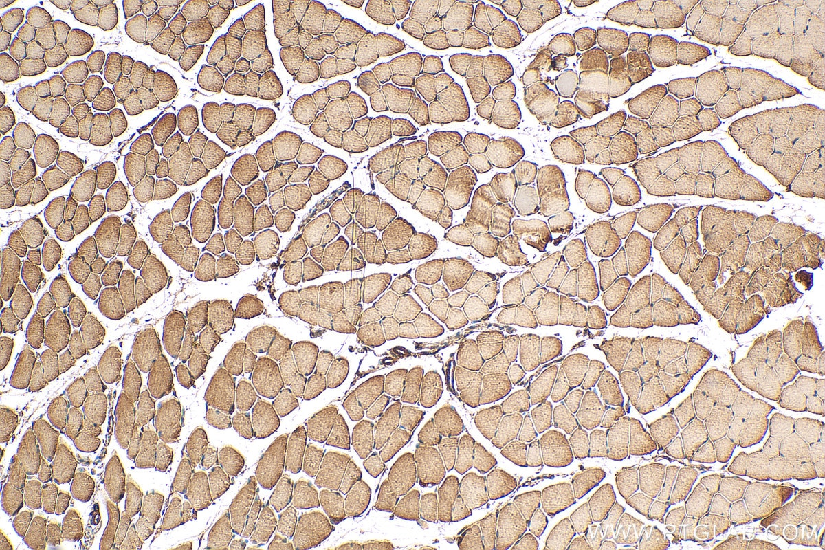 Immunohistochemistry (IHC) staining of mouse skeletal muscle tissue using Dystrophin Polyclonal antibody (12715-1-AP)