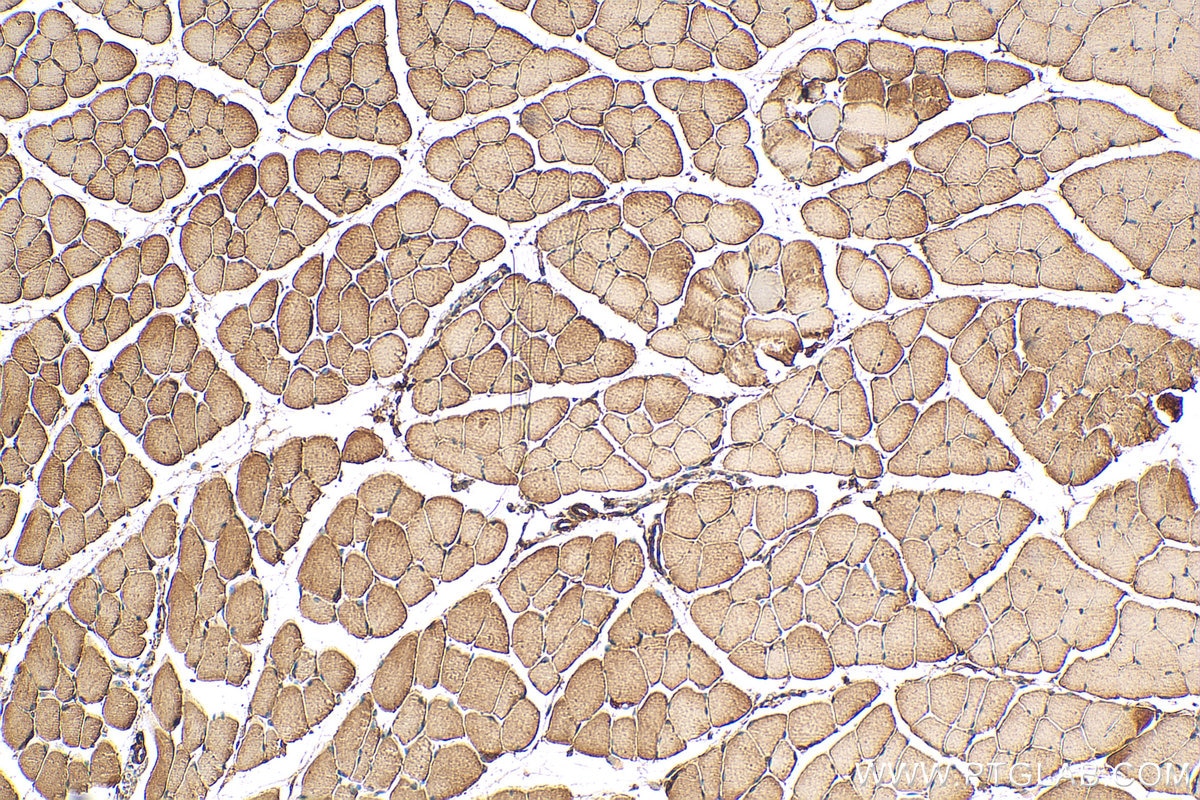 IHC staining of mouse skeletal muscle using 12715-1-AP