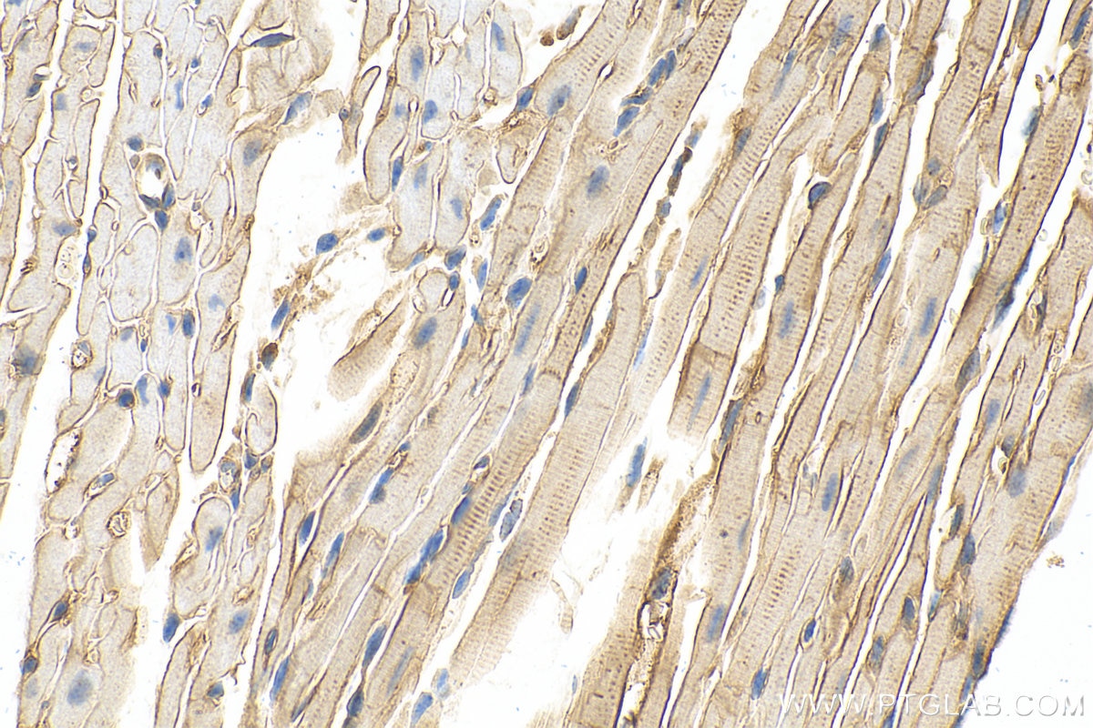 IHC staining of mouse heart using 12715-1-AP