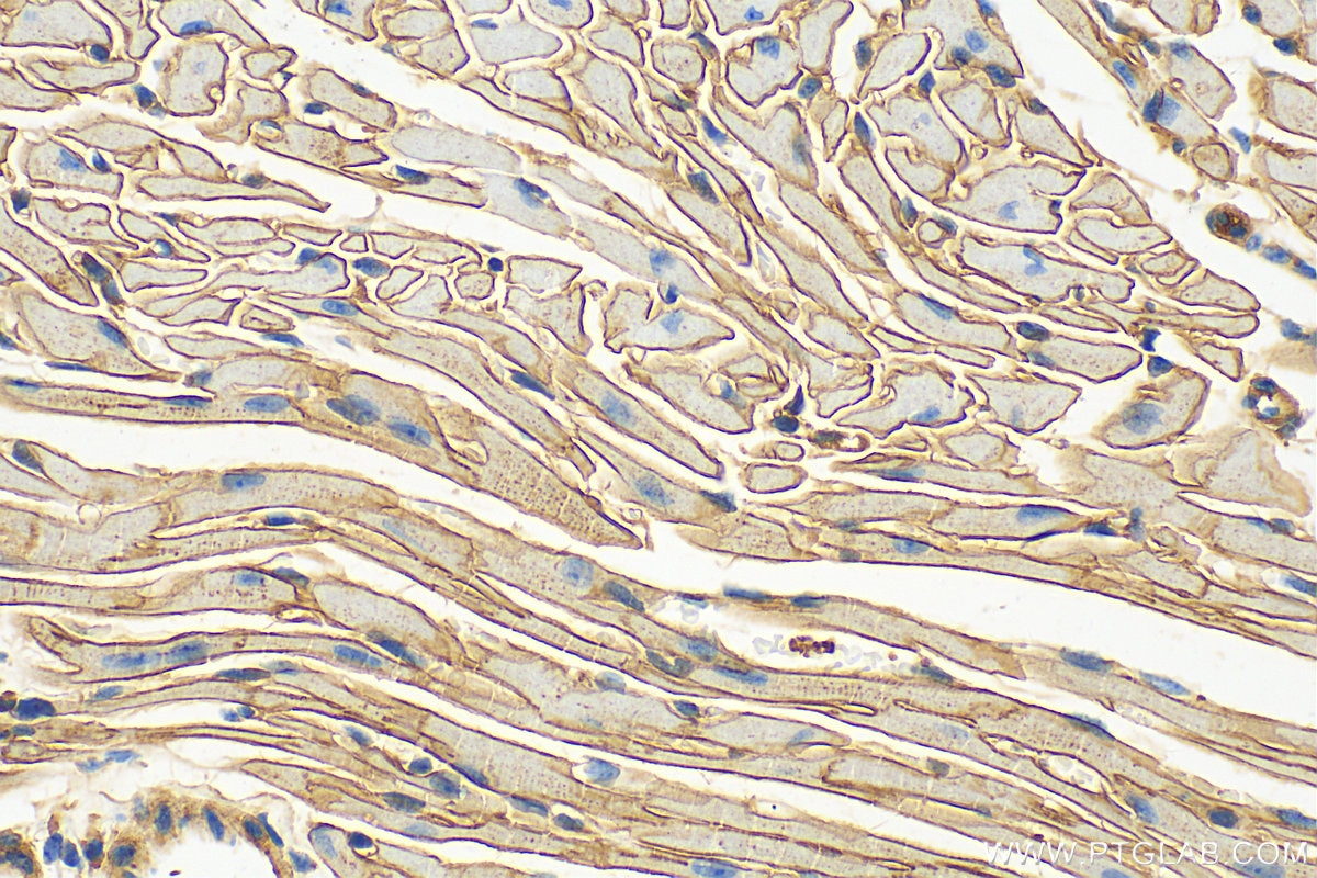 Immunohistochemistry (IHC) staining of mouse heart tissue using Dystrophin Polyclonal antibody (12715-1-AP)